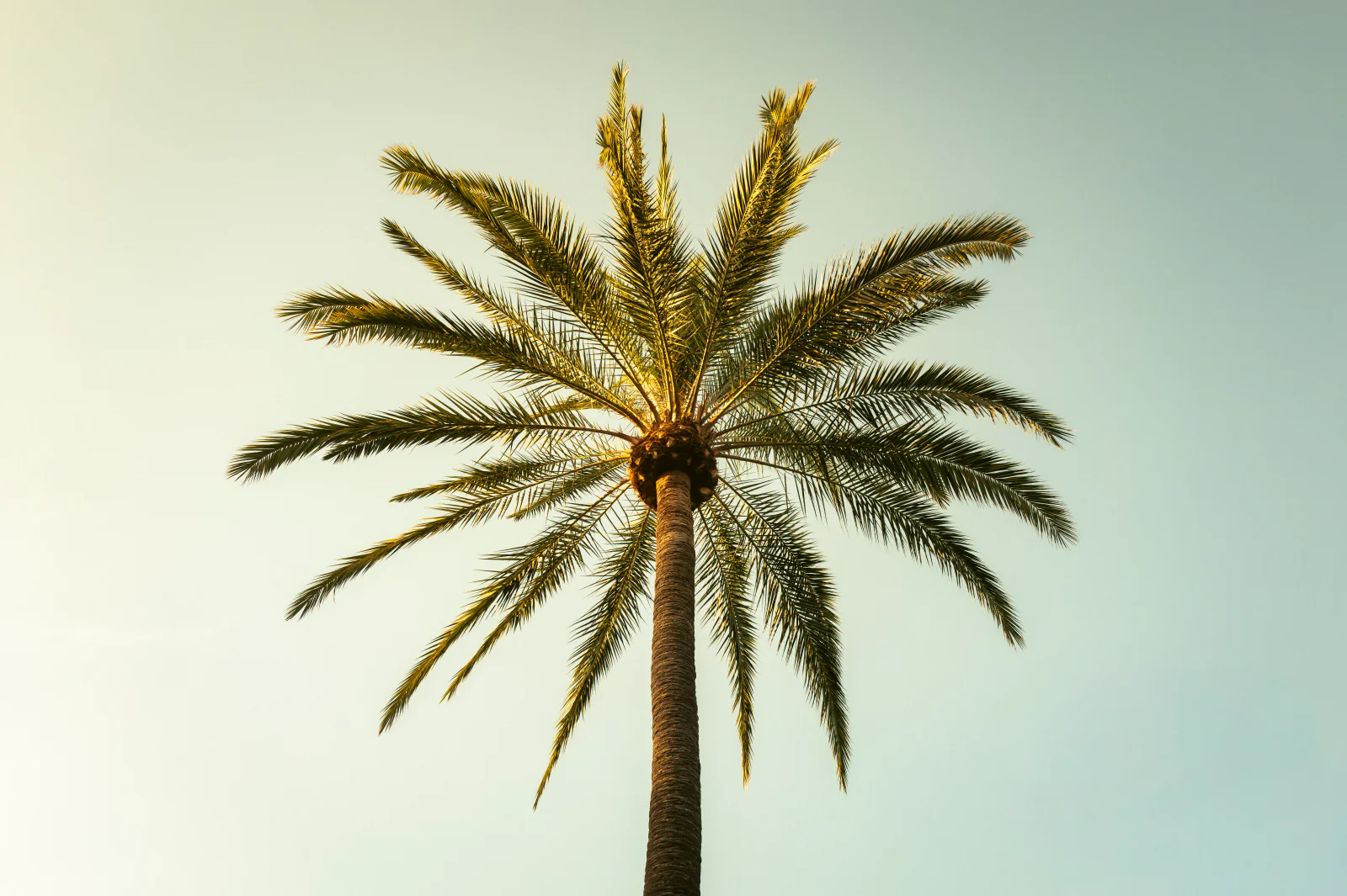 La palma di Ognina